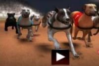 Yarış köpekleri
